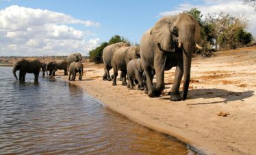 Chobe Day Trip from Victoria Falls