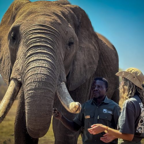 Elephant Encounter
